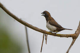 White-rumped Munia