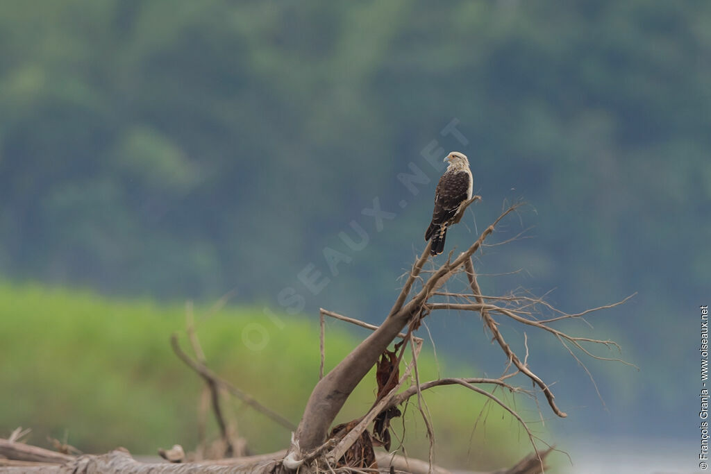 Yellow-headed Caracara