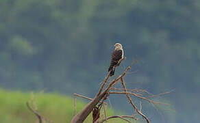 Caracara à tête jaune