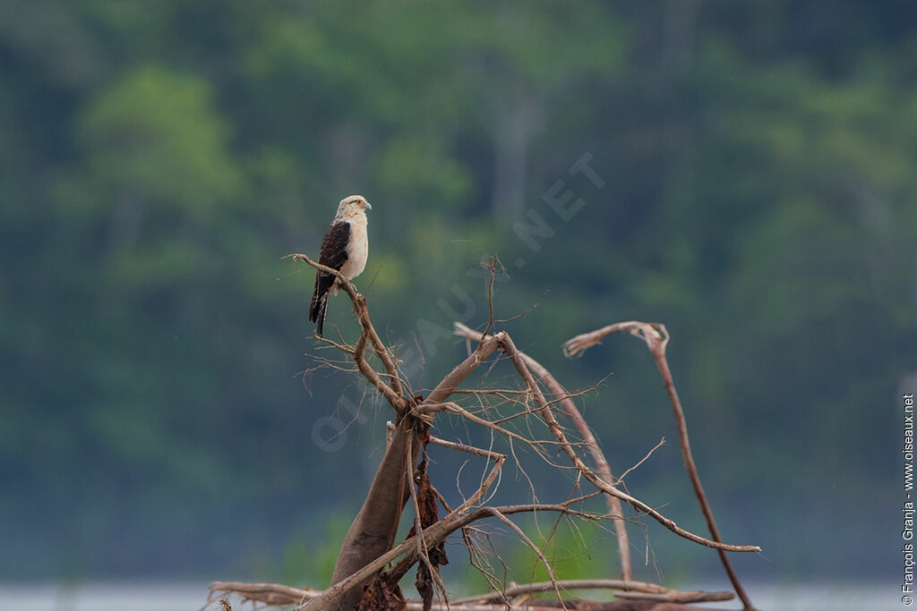 Caracara à tête jaune