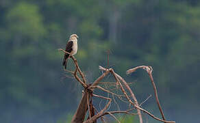 Caracara à tête jaune