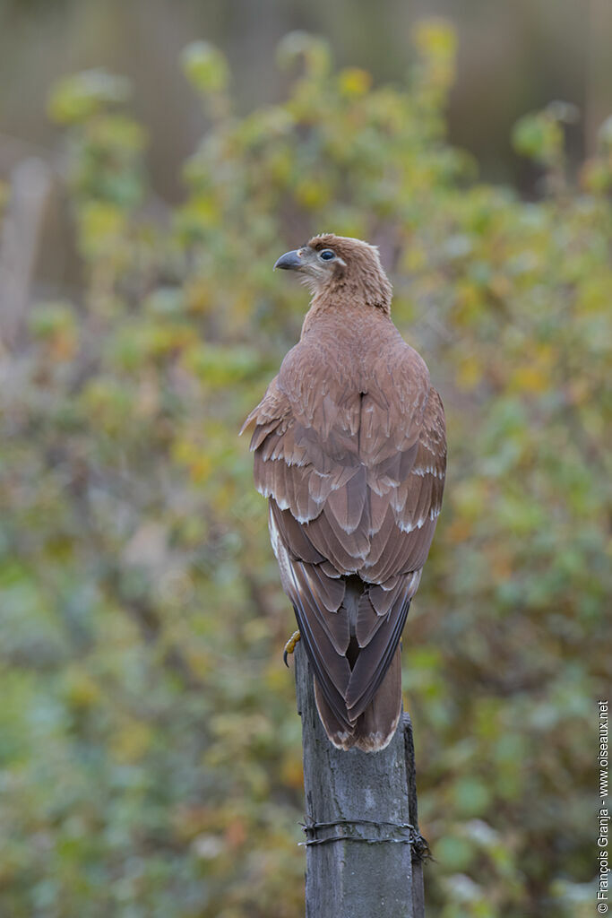 Carunculated Caracaraimmature