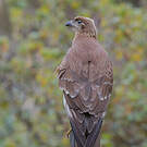 Caracara caronculé