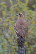 Caracara caronculé