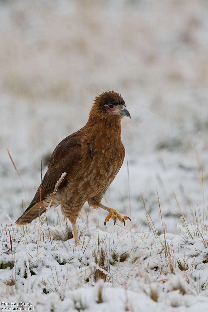 Caracara caronculéimmature, pigmentation