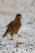 Caracara caronculé