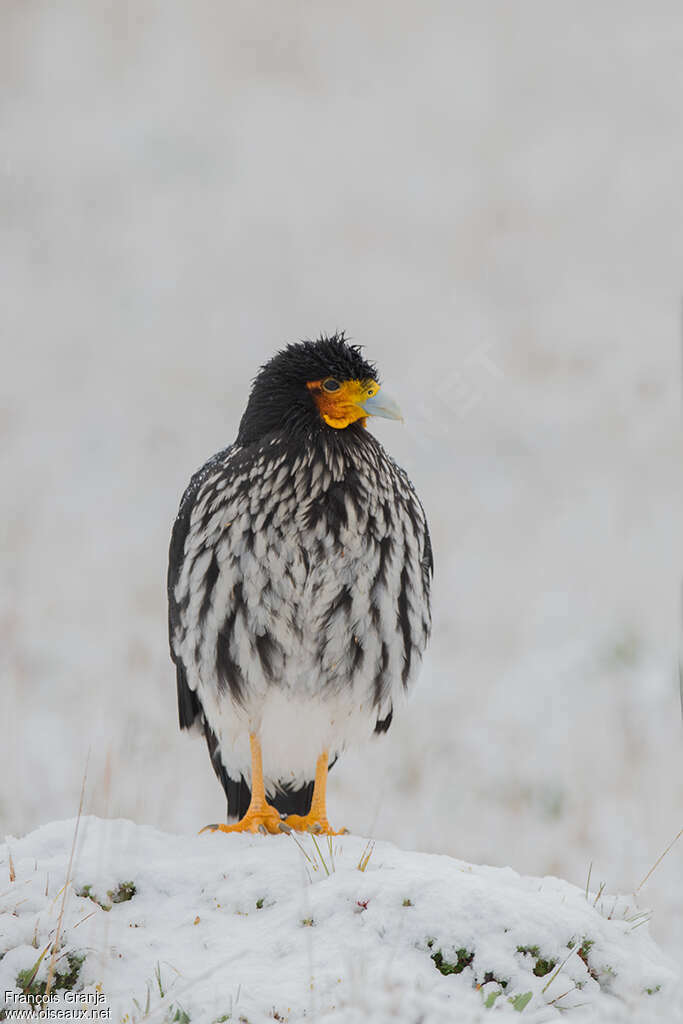 Carunculated Caracaraadult, close-up portrait