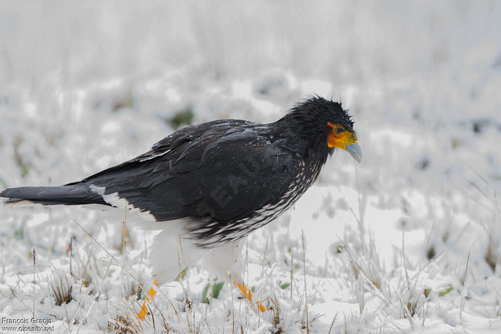 Caracara caronculéadulte, habitat, pigmentation, marche