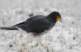 Caracara caronculé