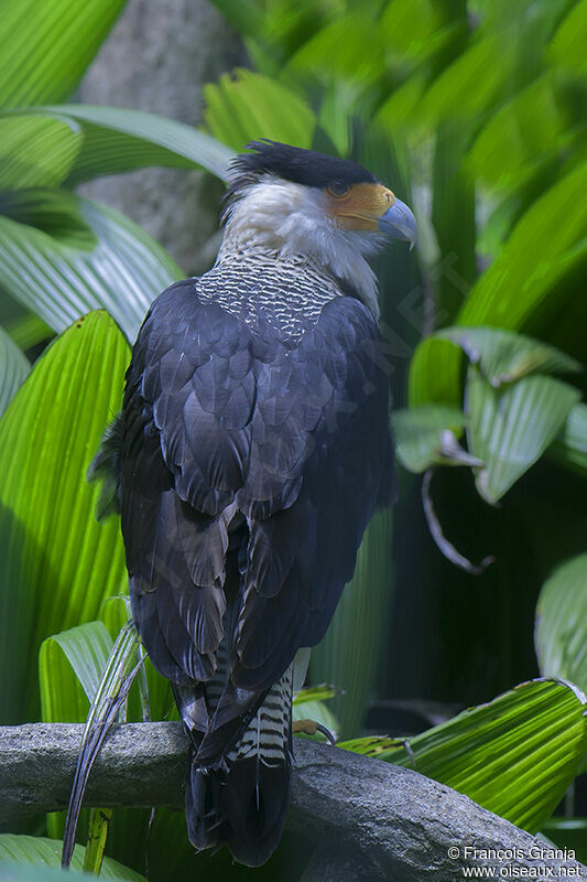 Crested Caracara (cheriway)