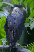 Northern Crested Caracara