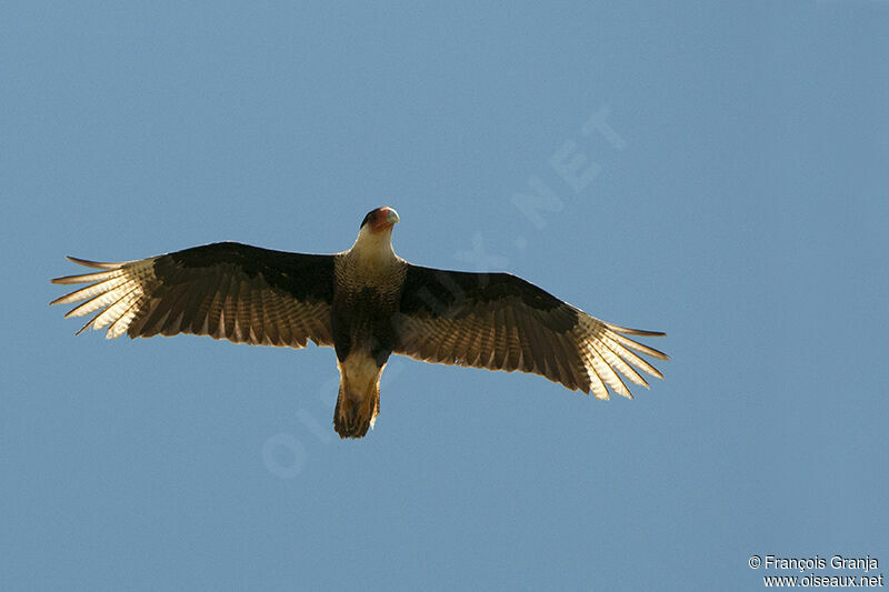 Northern Crested Caracaraadult