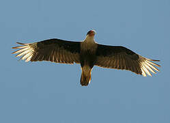 Crested Caracara (cheriway)