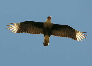 Caracara du Nord