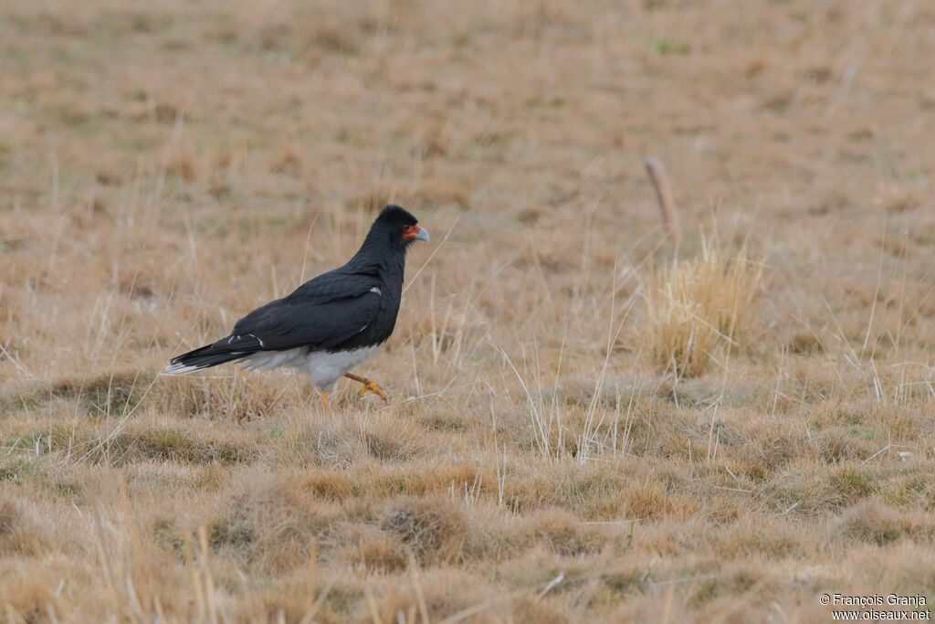 Mountain Caracara