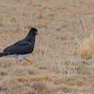 Caracara montagnard
