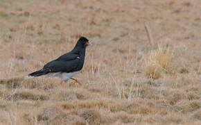 Mountain Caracara