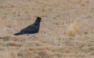 Caracara montagnard