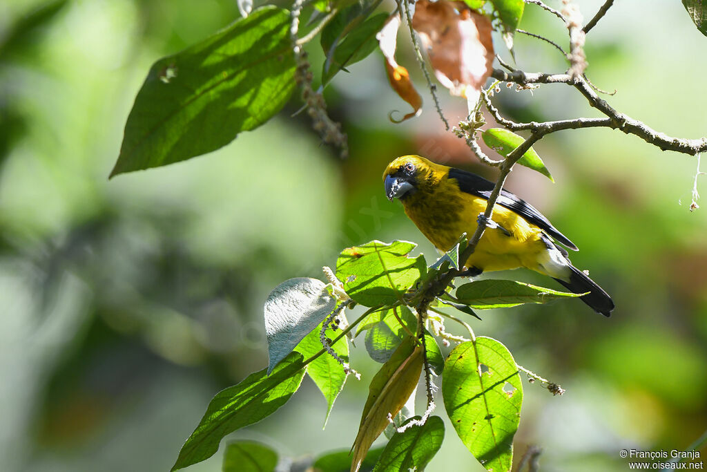 Black-thighed Grosbeak