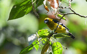 Black-thighed Grosbeak