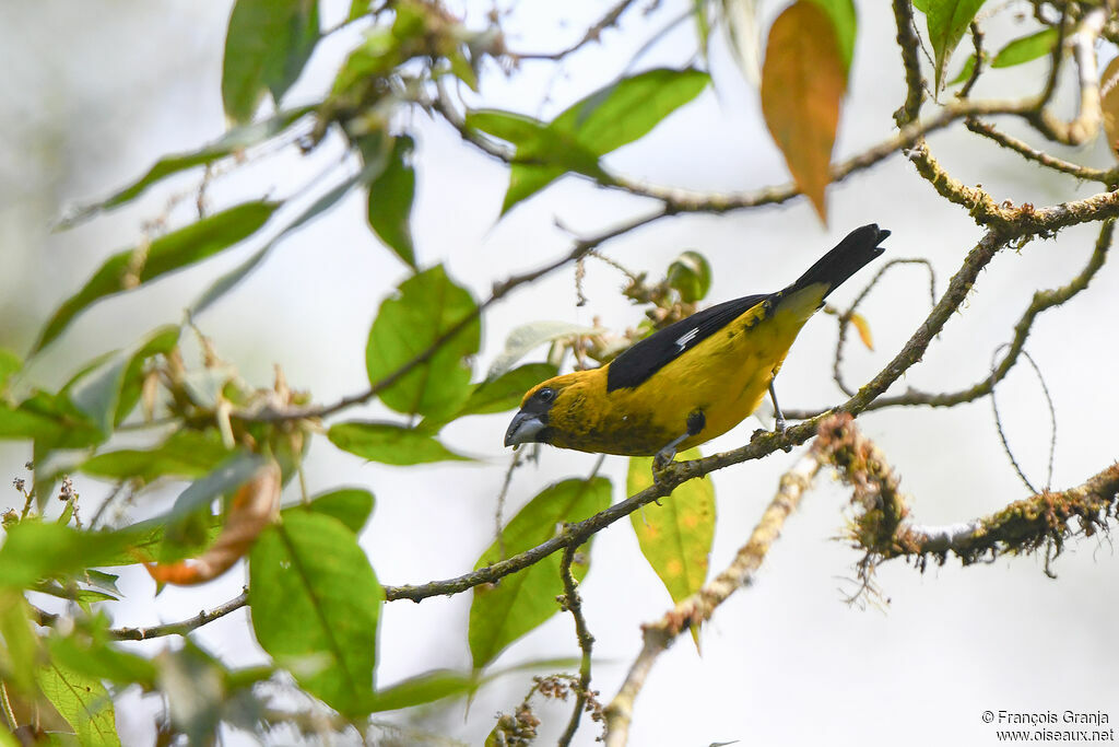 Black-thighed Grosbeak