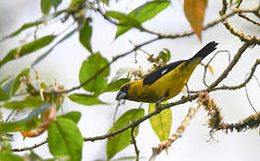 Black-thighed Grosbeak