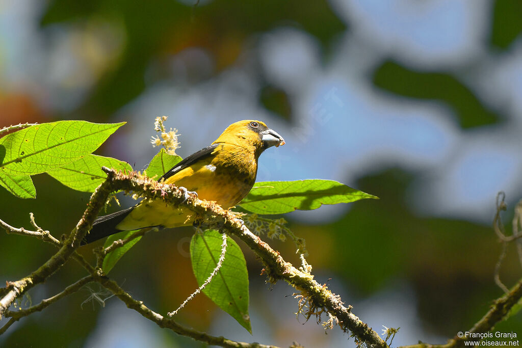 Black-thighed Grosbeak