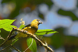 Black-thighed Grosbeak