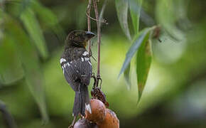 Black-backed Grosbeak