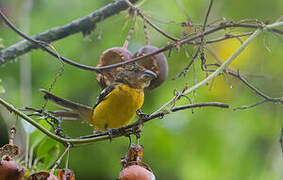 Black-backed Grosbeak