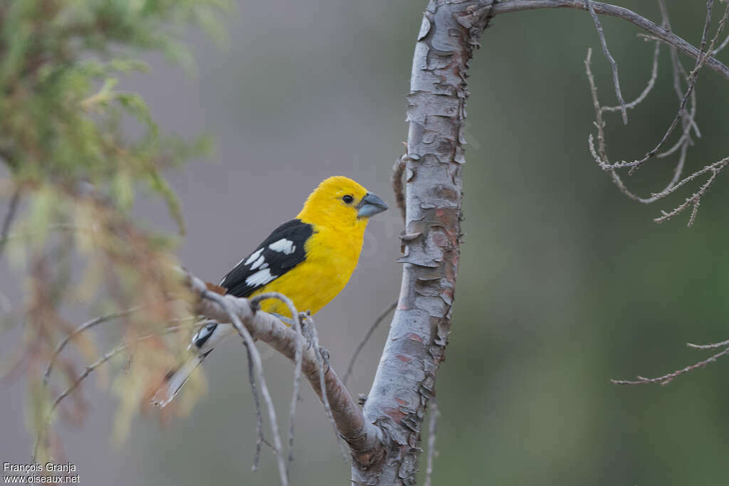 Cardinal à tête jaune mâle adulte, pigmentation