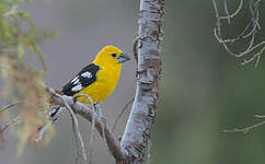 Cardinal à tête jaune