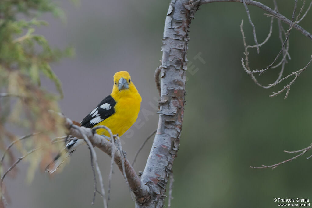 Cardinal à tête jaune