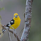 Cardinal à tête jaune