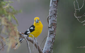 Cardinal à tête jaune