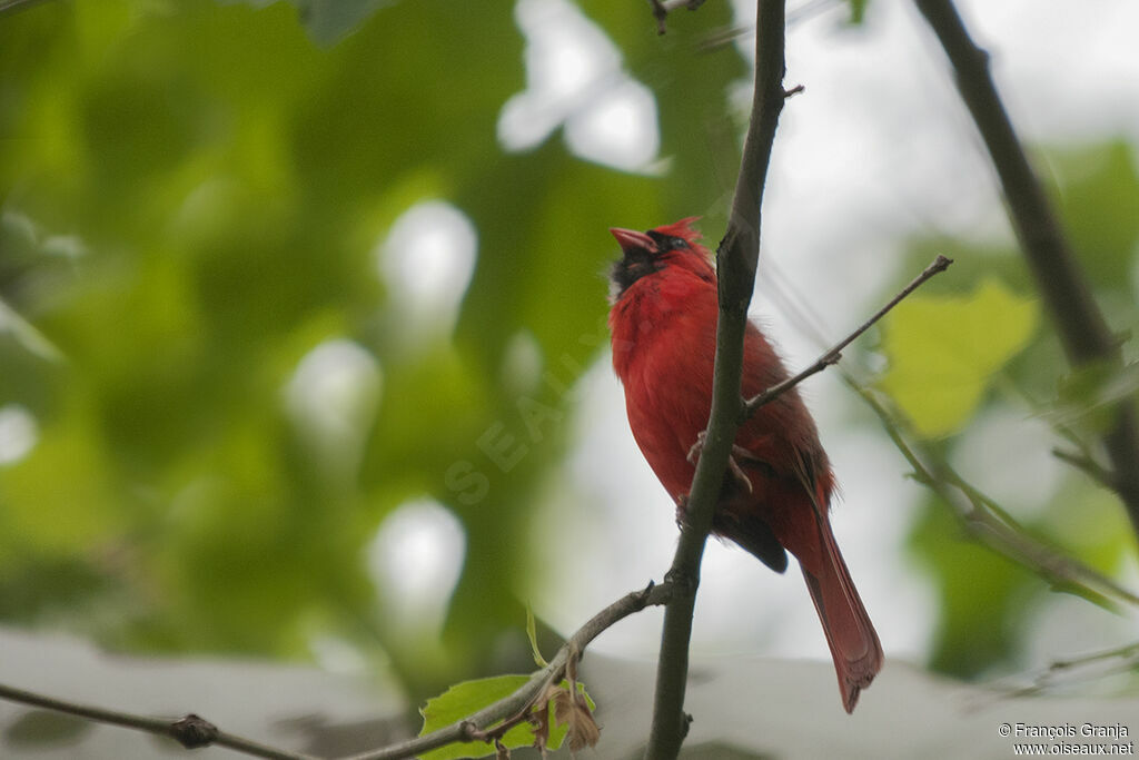 Cardinal rouge mâle adulte