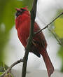 Cardinal rouge