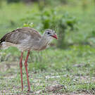 Cariama huppé