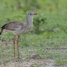 Cariama huppé