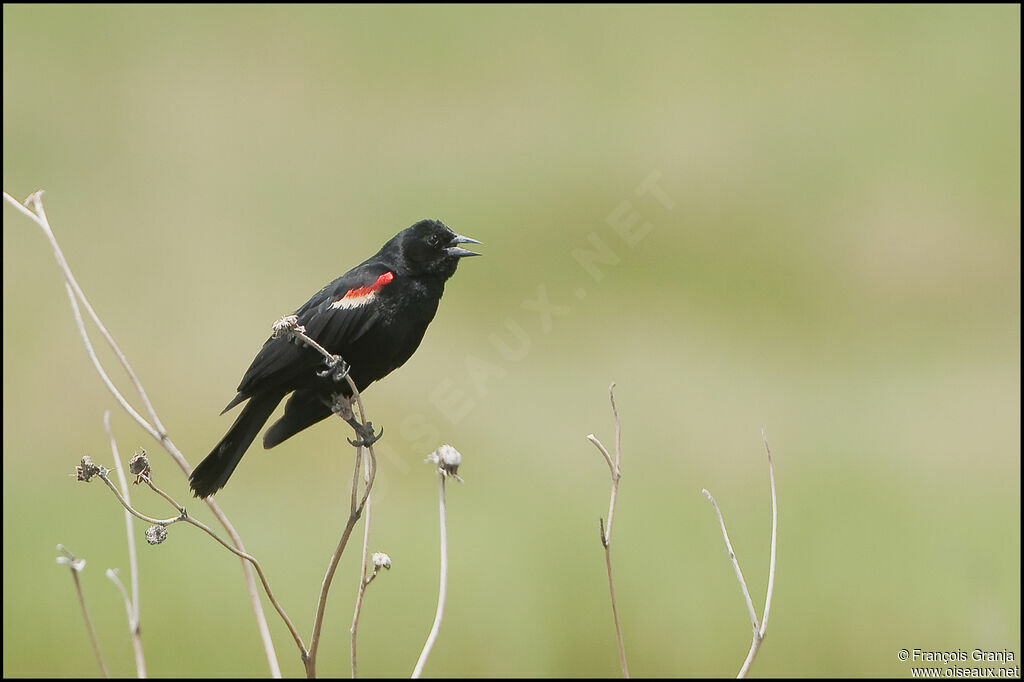 Red-winged Blackbirdadult