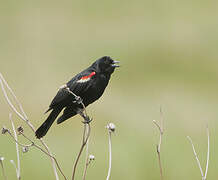 Red-winged Blackbird