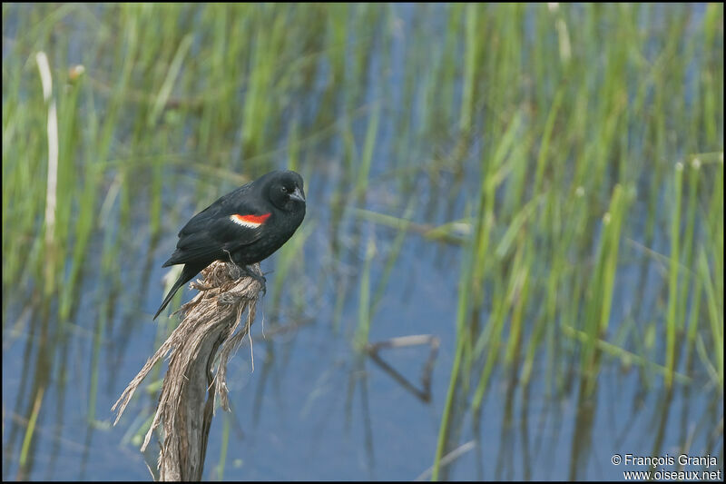 Red-winged Blackbirdadult