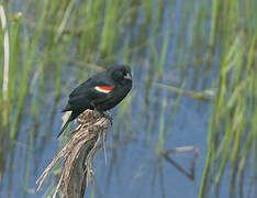 Red-winged Blackbird