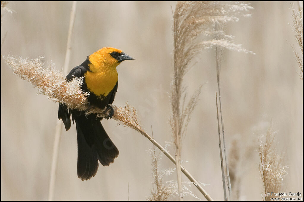 Yellow-headed Blackbird male adult