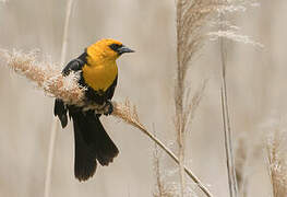 Yellow-headed Blackbird