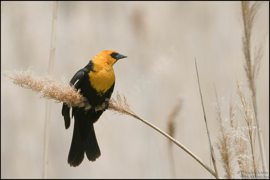 Yellow-headed Blackbird male adult