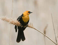 Yellow-headed Blackbird