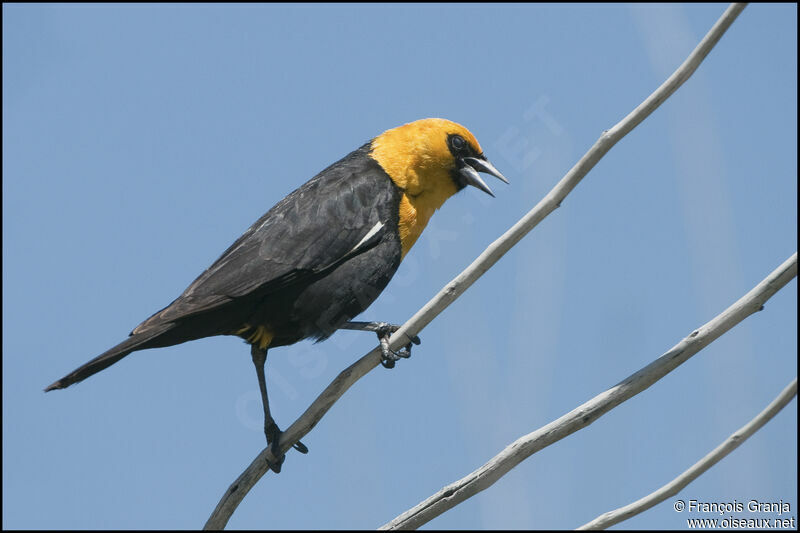 Yellow-headed Blackbird male adult
