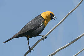 Yellow-headed Blackbird