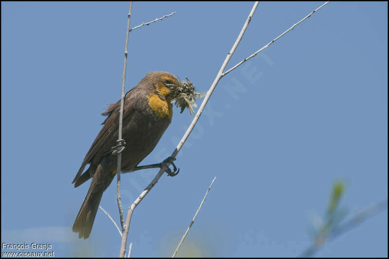 Yellow-headed Blackbird female adult, pigmentation, feeding habits, Reproduction-nesting